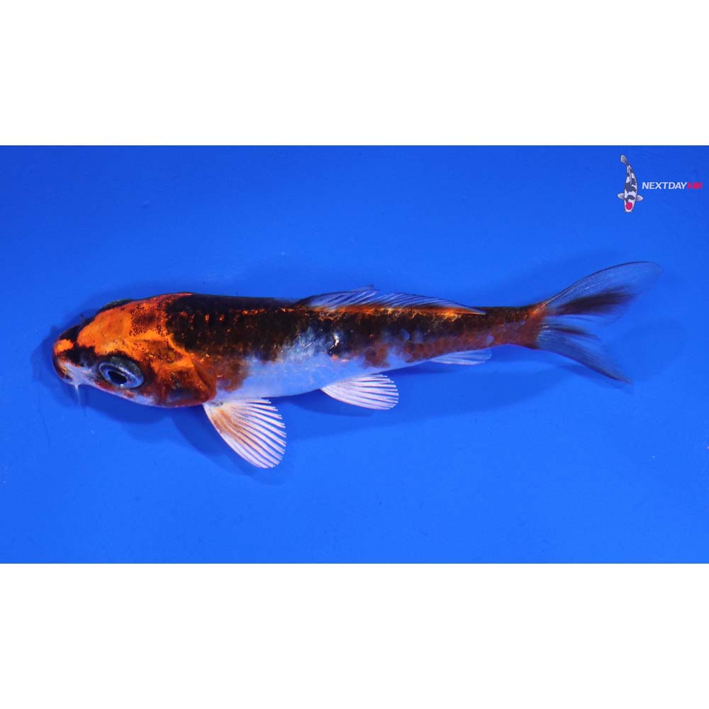 3” Imported Kujaku Koi