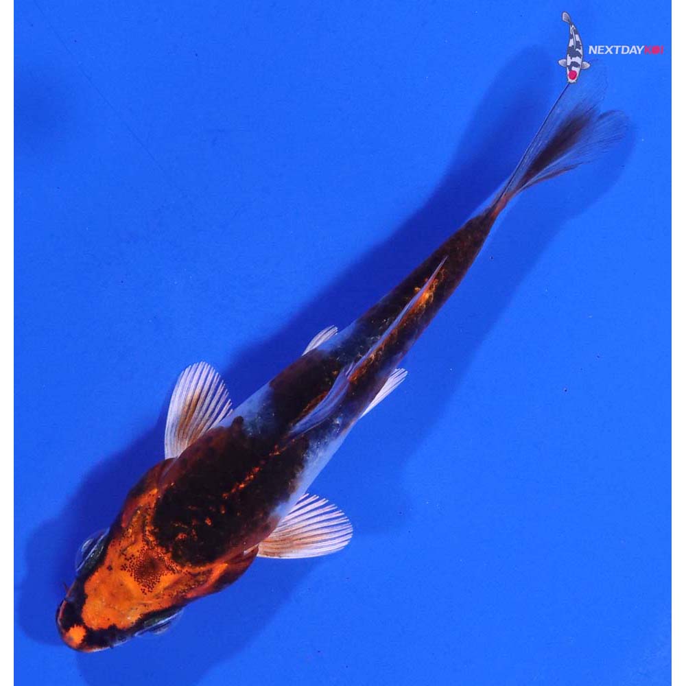 3” Imported Kujaku Koi