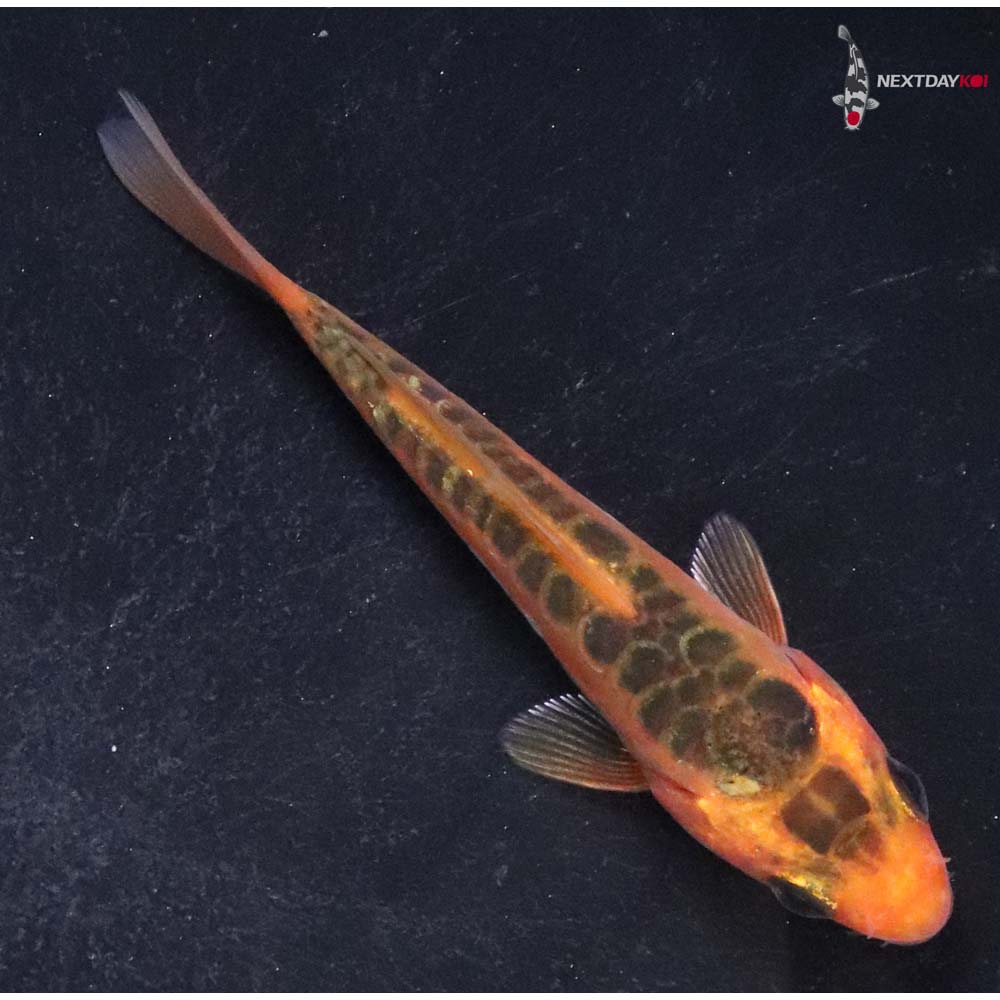 3” Imported Hana Shusui Koi