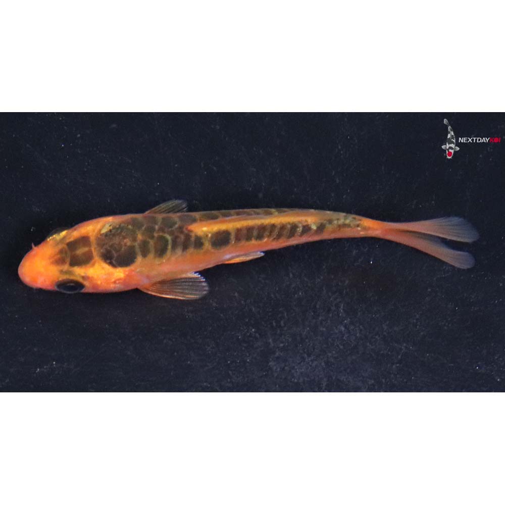 3” Imported Hana Shusui Koi