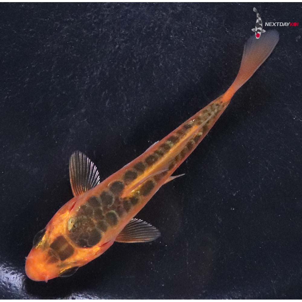 3” Imported Hana Shusui Koi