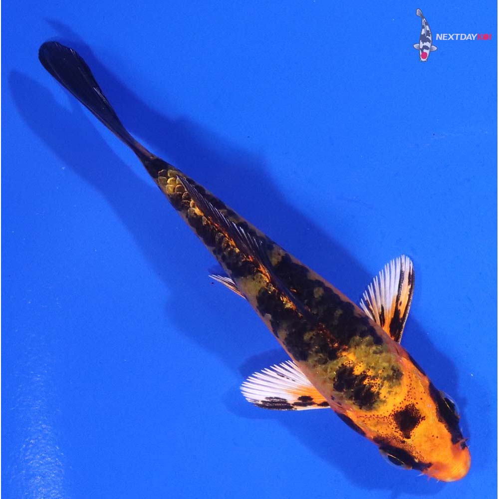 3.5” Imported Kin Aka Bekko Koi