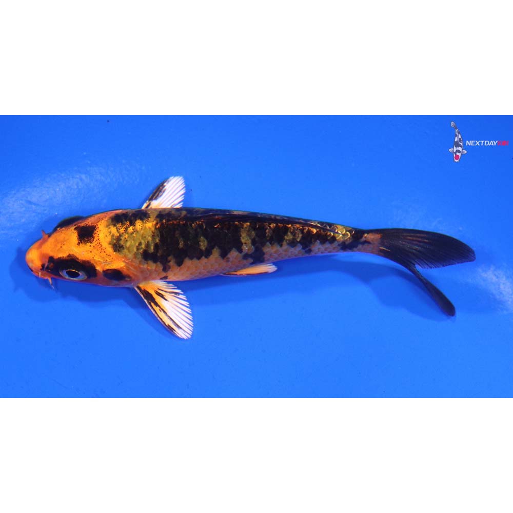 3.5” Imported Kin Aka Bekko Koi