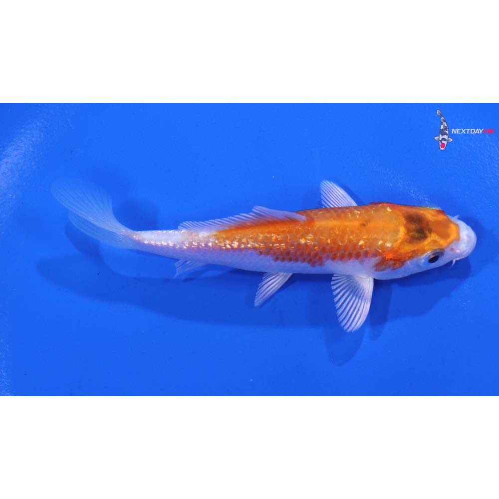 4” Imported Gin Rin Hariwake Koi