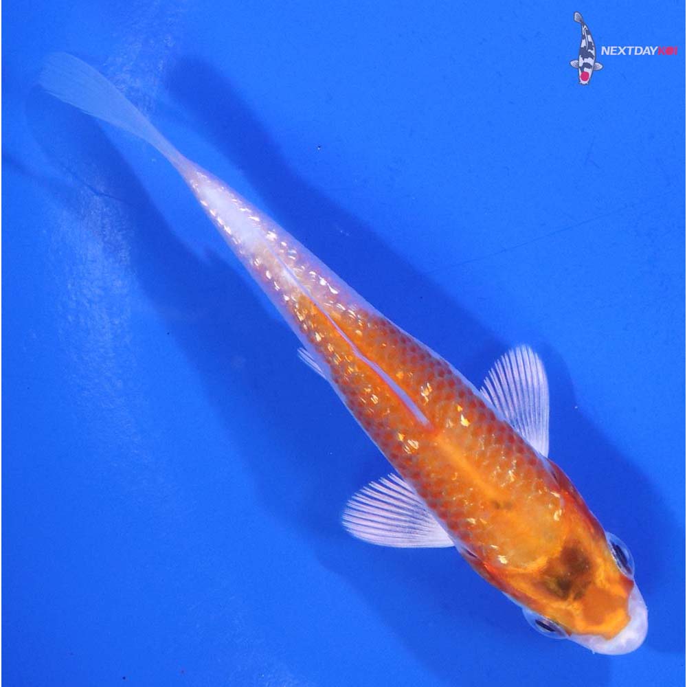 4” Imported Gin Rin Hariwake Koi