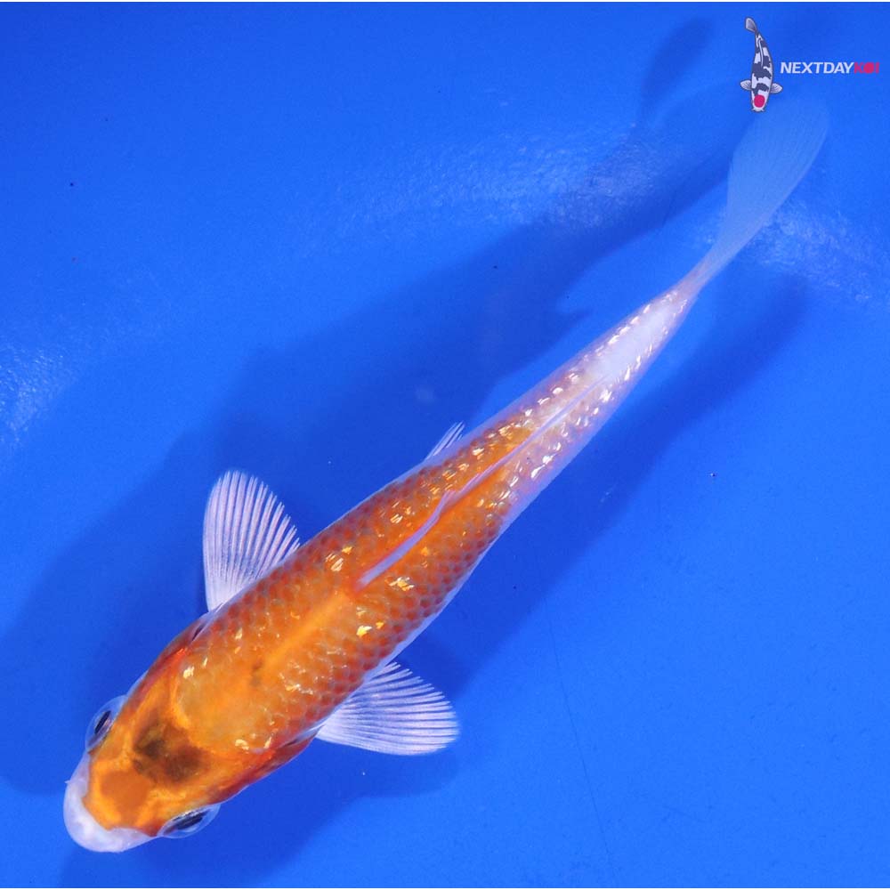 4” Imported Gin Rin Hariwake Koi
