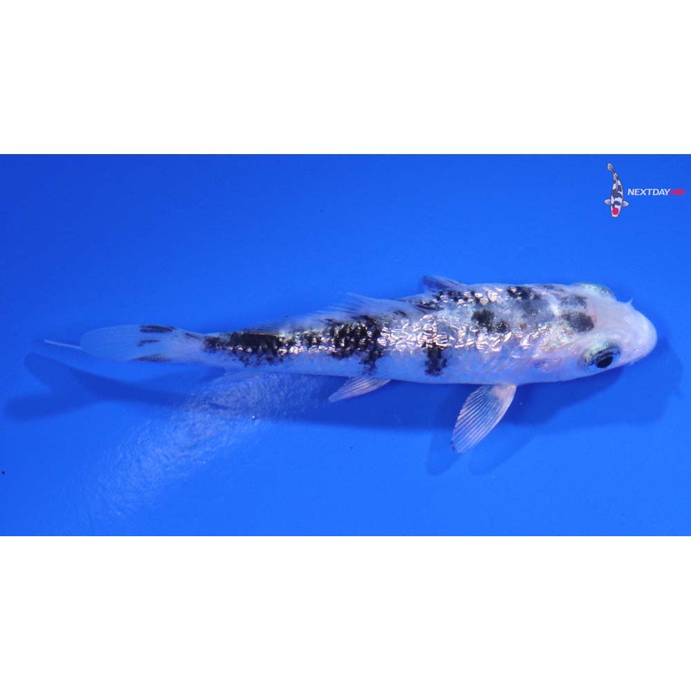3” Imported Gin Rin Gin Shiro Bekko Koi