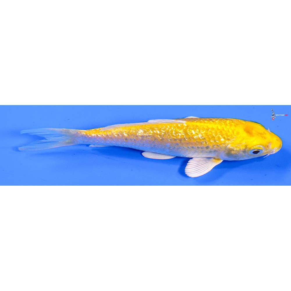 5” Imported Gin Rin Yamabuki Ogon