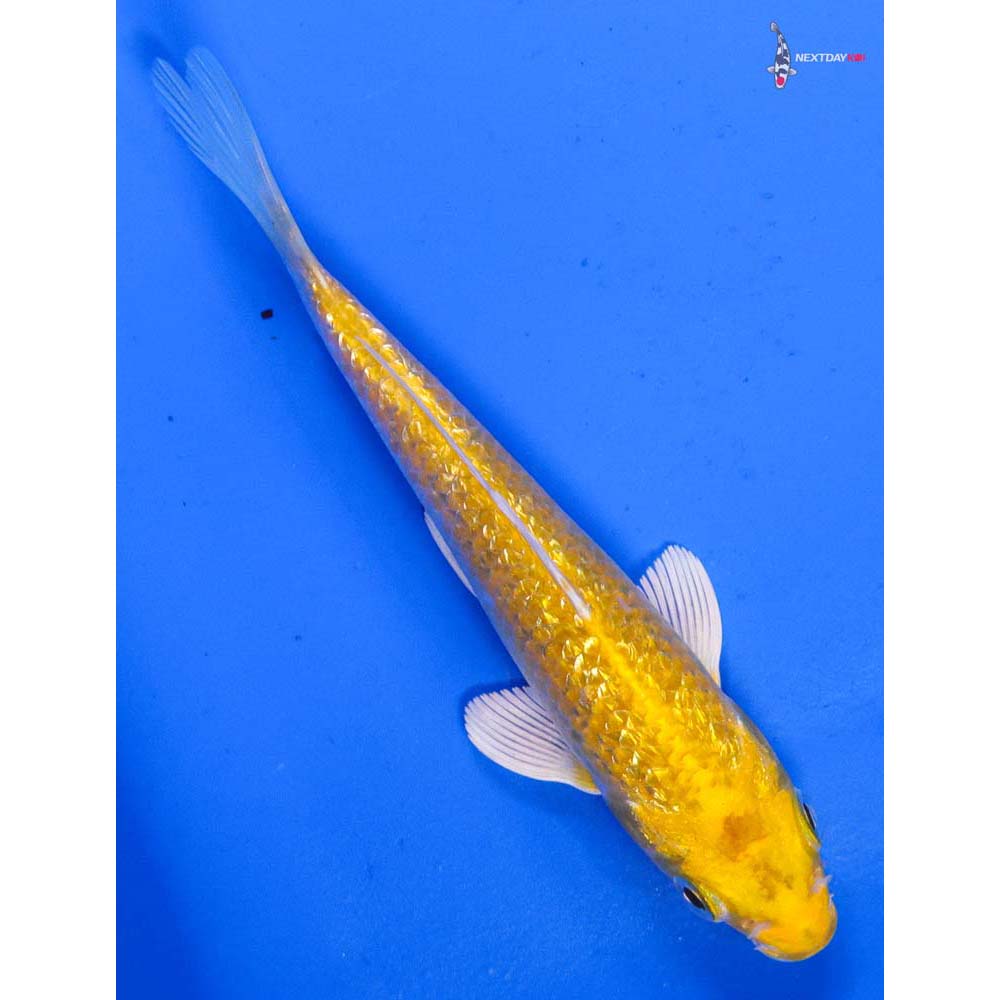 5” Imported Gin Rin Yamabuki Ogon