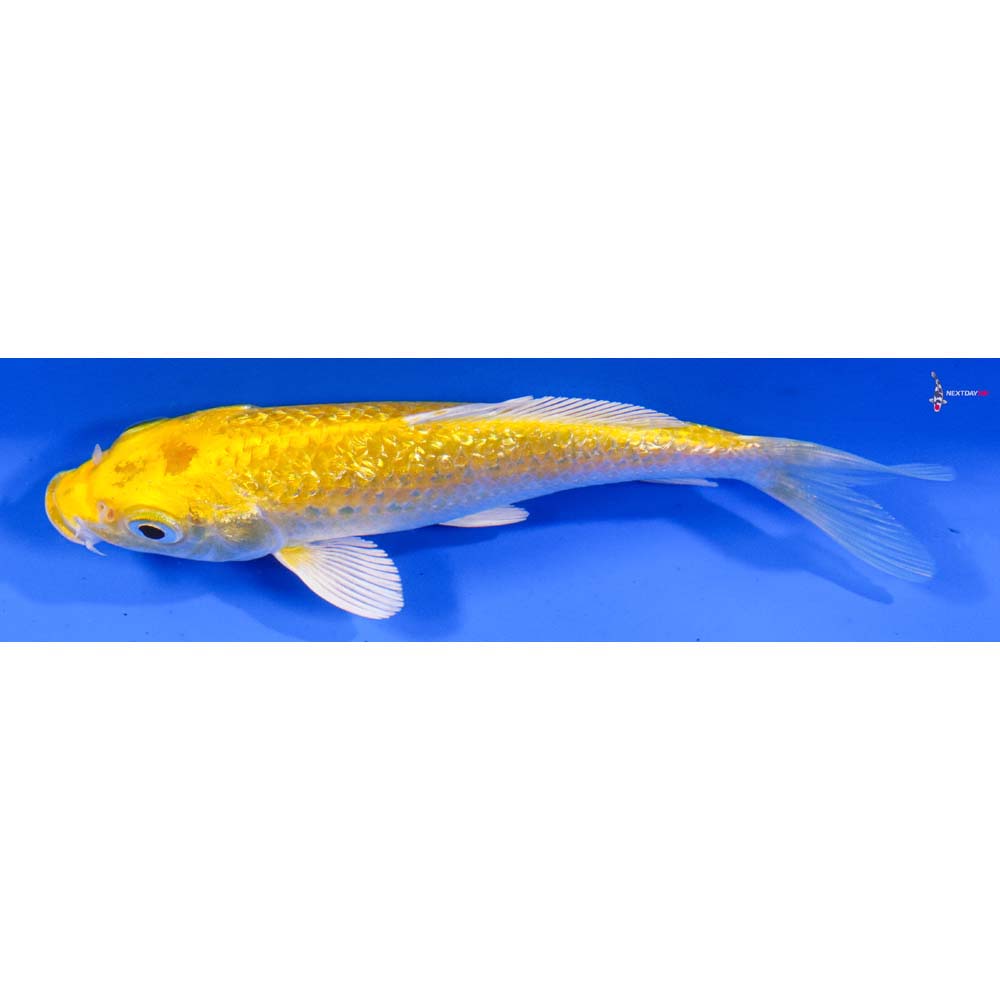 5” Imported Gin Rin Yamabuki Ogon