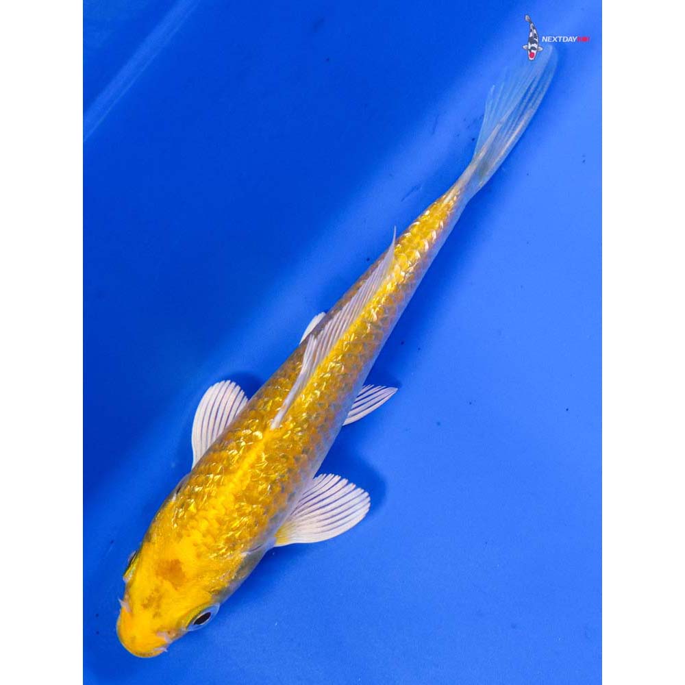 5” Imported Gin Rin Yamabuki Ogon