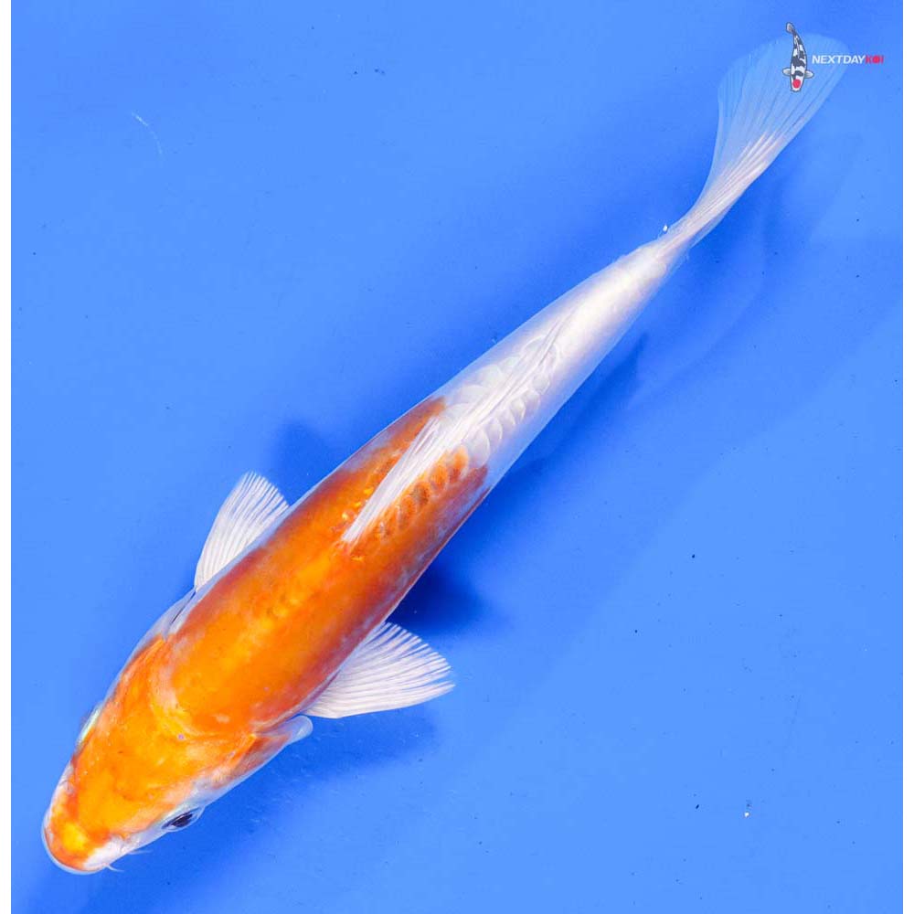 7.5” Imported Kikusui