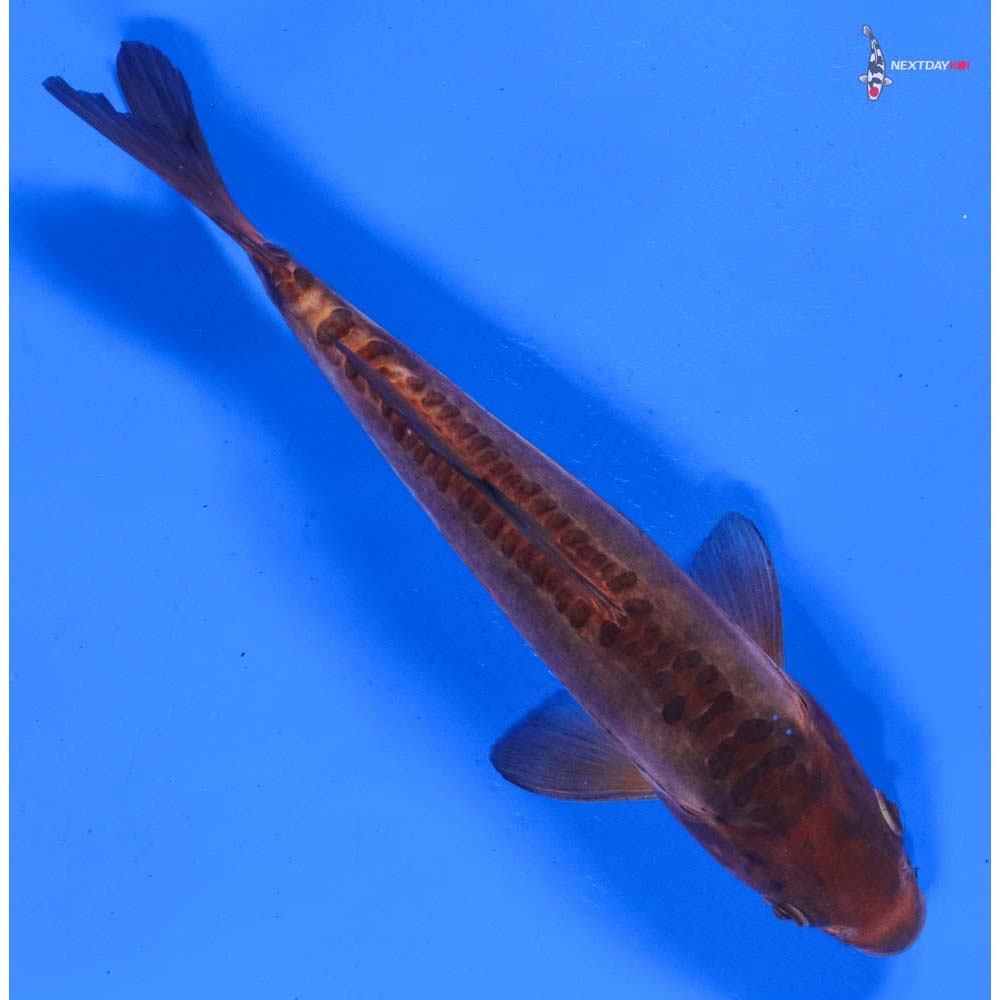 7.5” Imported Doitsu Chagoi