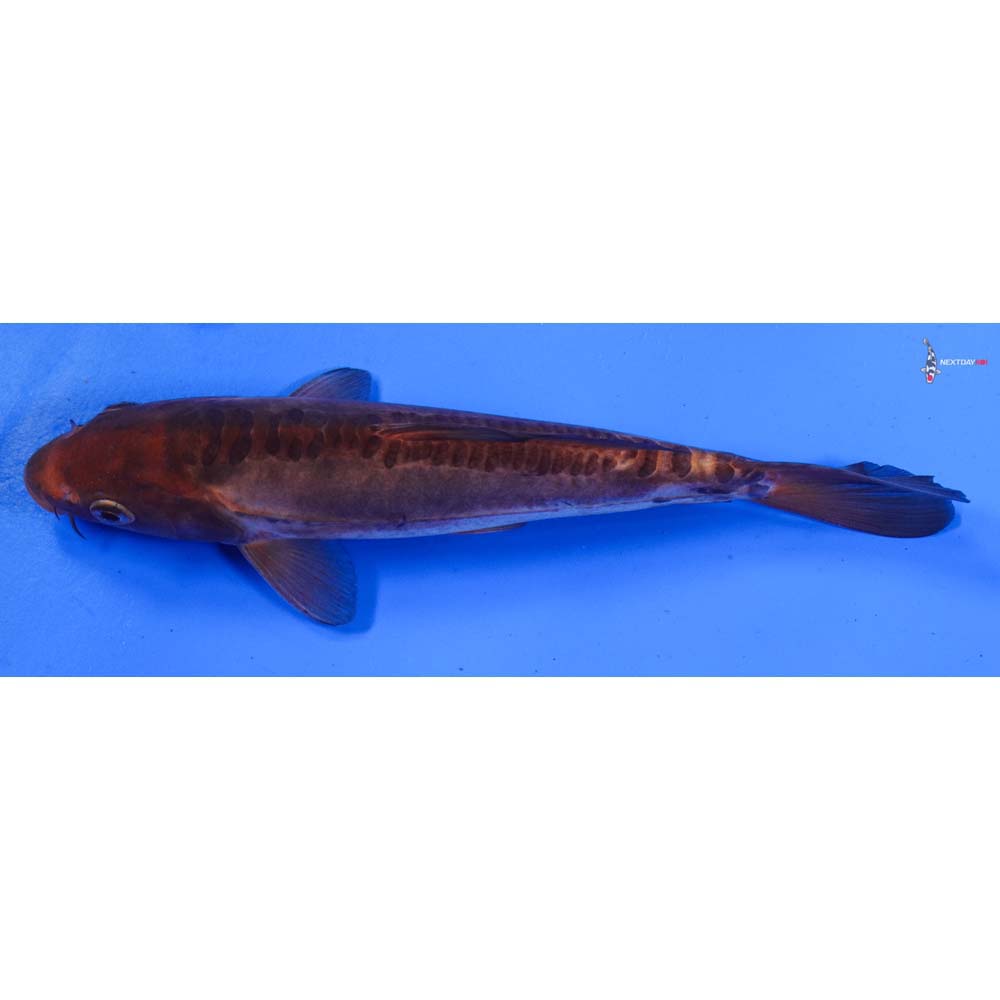 7.5” Imported Doitsu Chagoi