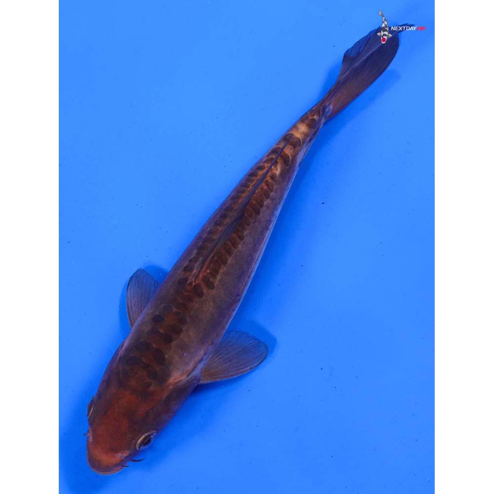 7.5” Imported Doitsu Chagoi