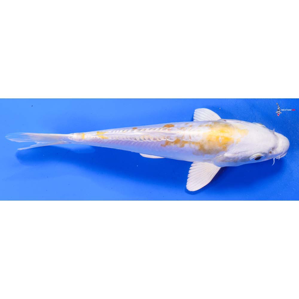 8” Imported Doitsu Lemon Hariwake