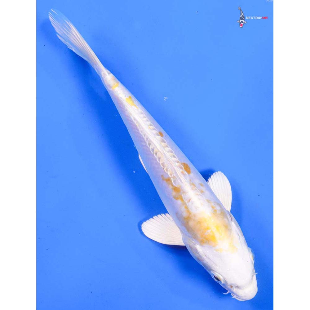 8” Imported Doitsu Lemon Hariwake