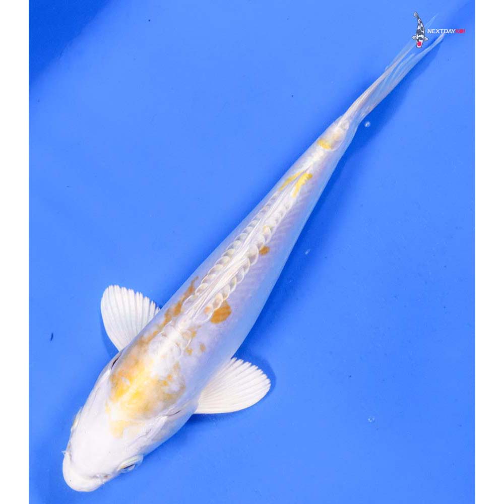 8” Imported Doitsu Lemon Hariwake