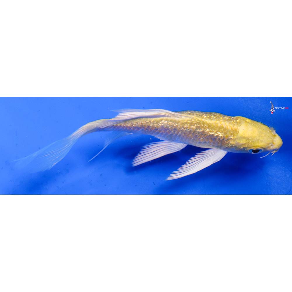 4” Imported Gin Rin Yamabuki Ogon Butterfly Koi