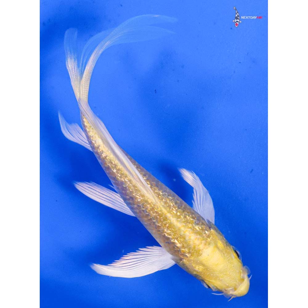 4” Imported Gin Rin Yamabuki Ogon Butterfly Koi