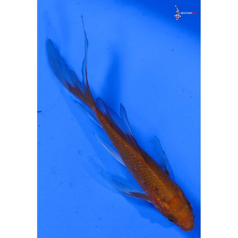 4” Imported Chagoi Butterfly Koi