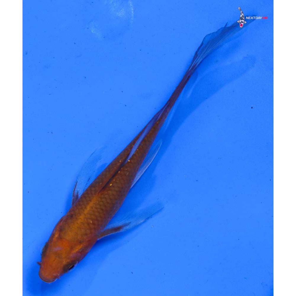 4” Imported Chagoi Butterfly Koi