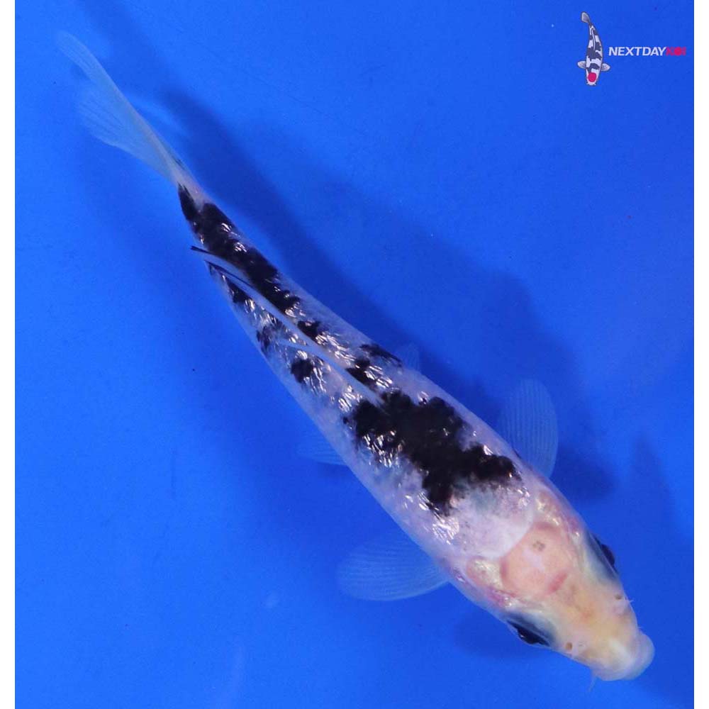 4” Imported Gin Rin Shiro Bekko