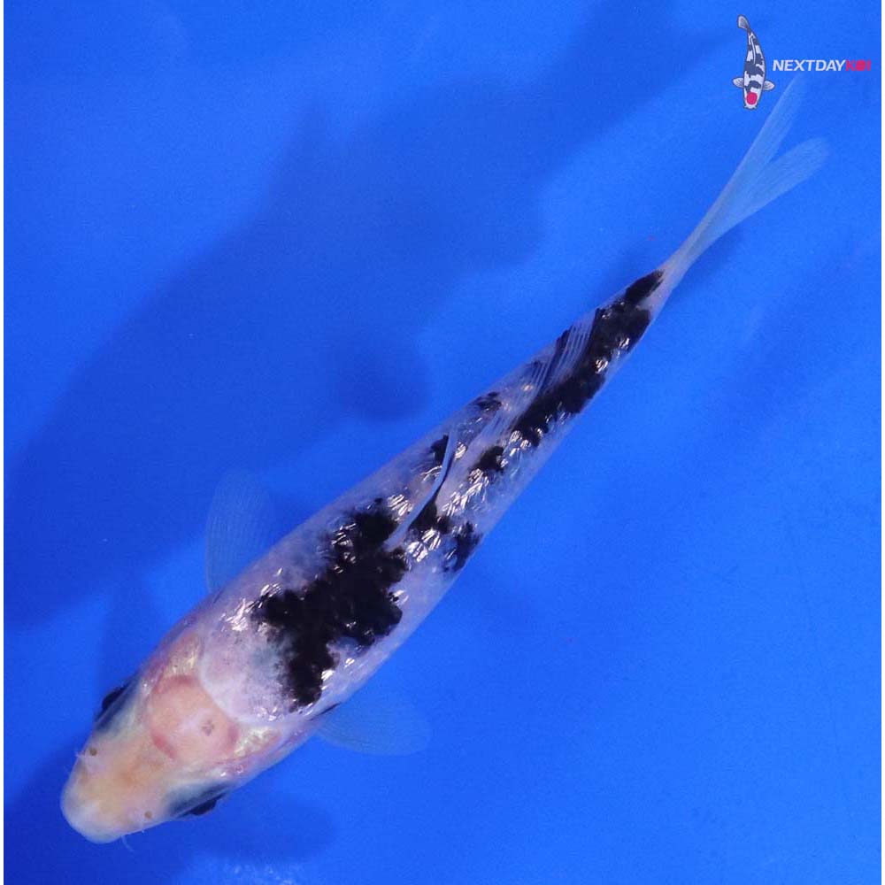 4” Imported Gin Rin Shiro Bekko