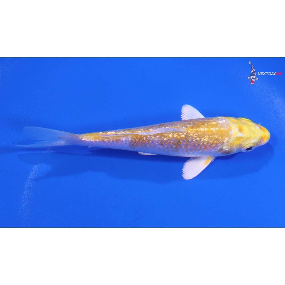 4” Imported Gin Rin Lemon Hariwake