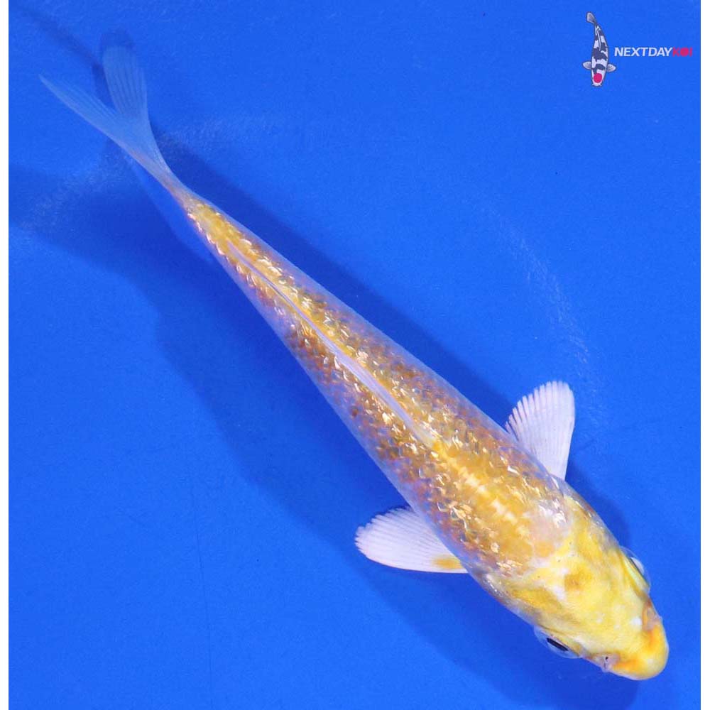 4” Imported Gin Rin Lemon Hariwake