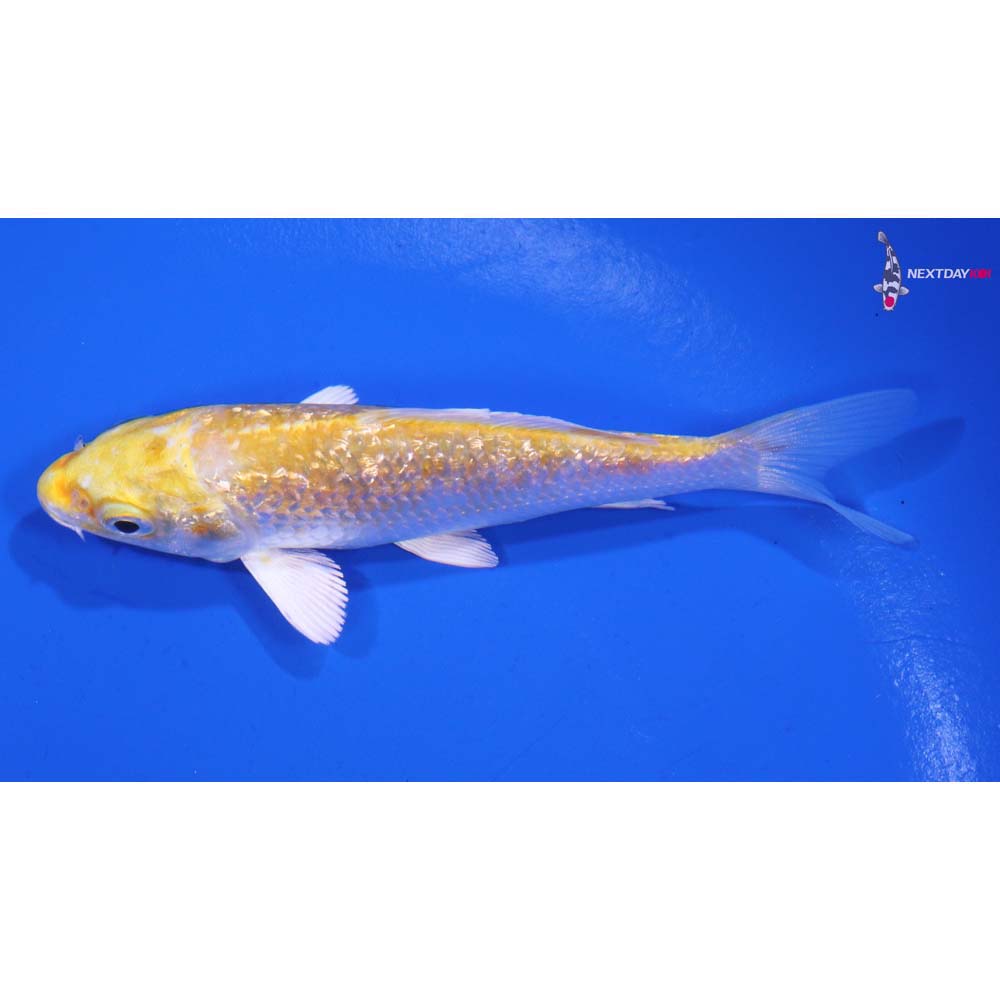 4” Imported Gin Rin Lemon Hariwake