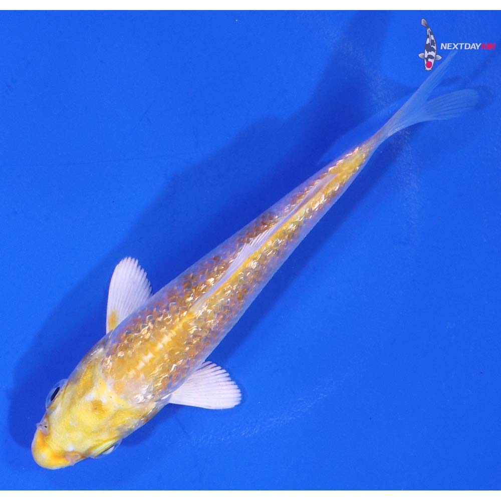 4” Imported Gin Rin Lemon Hariwake