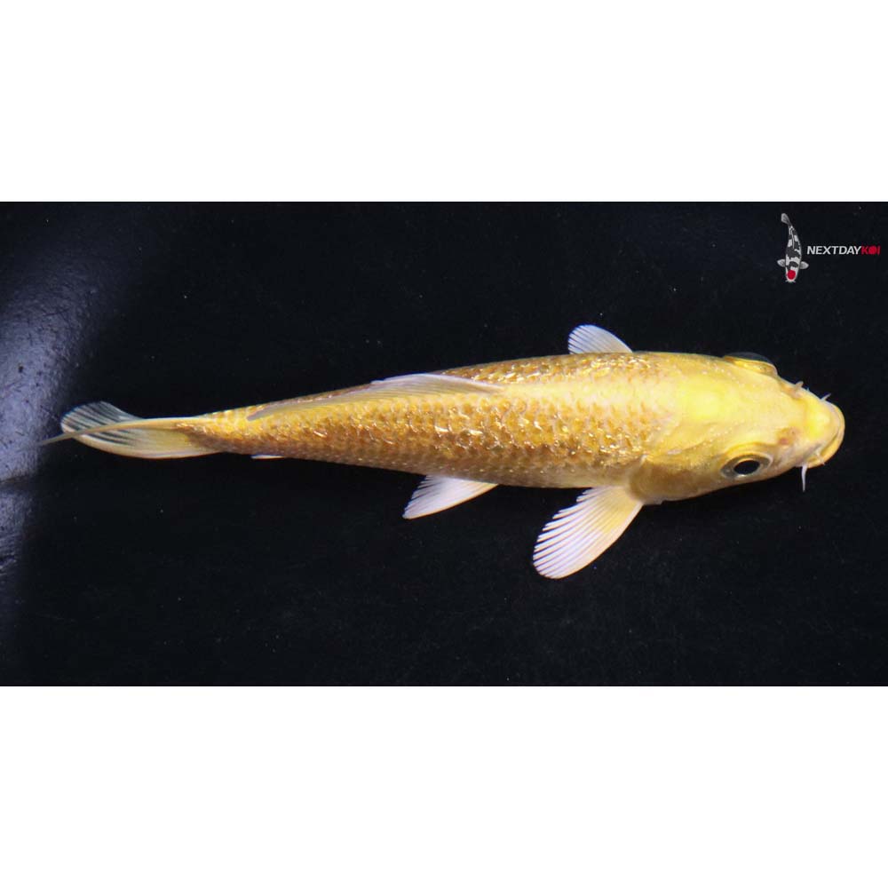 4” Imported Gin Rin Yamabuki Ogon