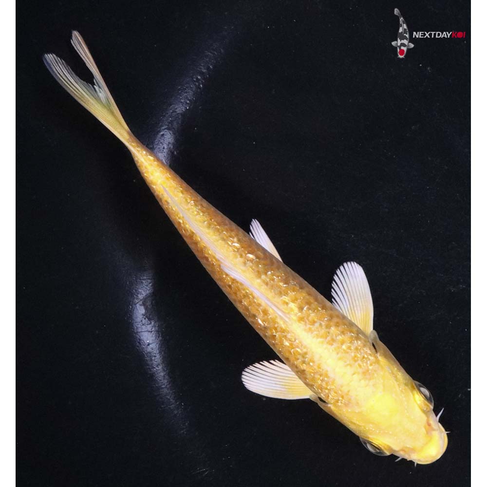 4” Imported Gin Rin Yamabuki Ogon