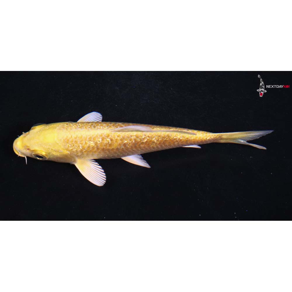 4” Imported Gin Rin Yamabuki Ogon