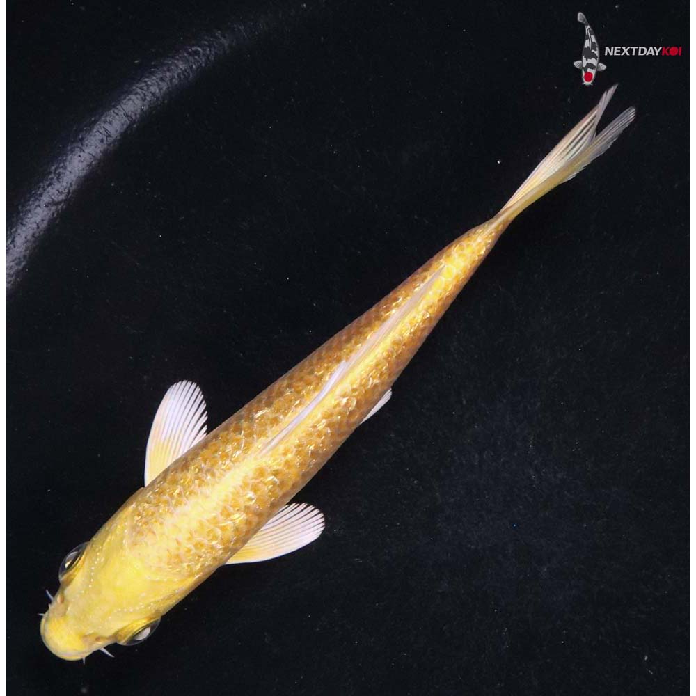 4” Imported Gin Rin Yamabuki Ogon