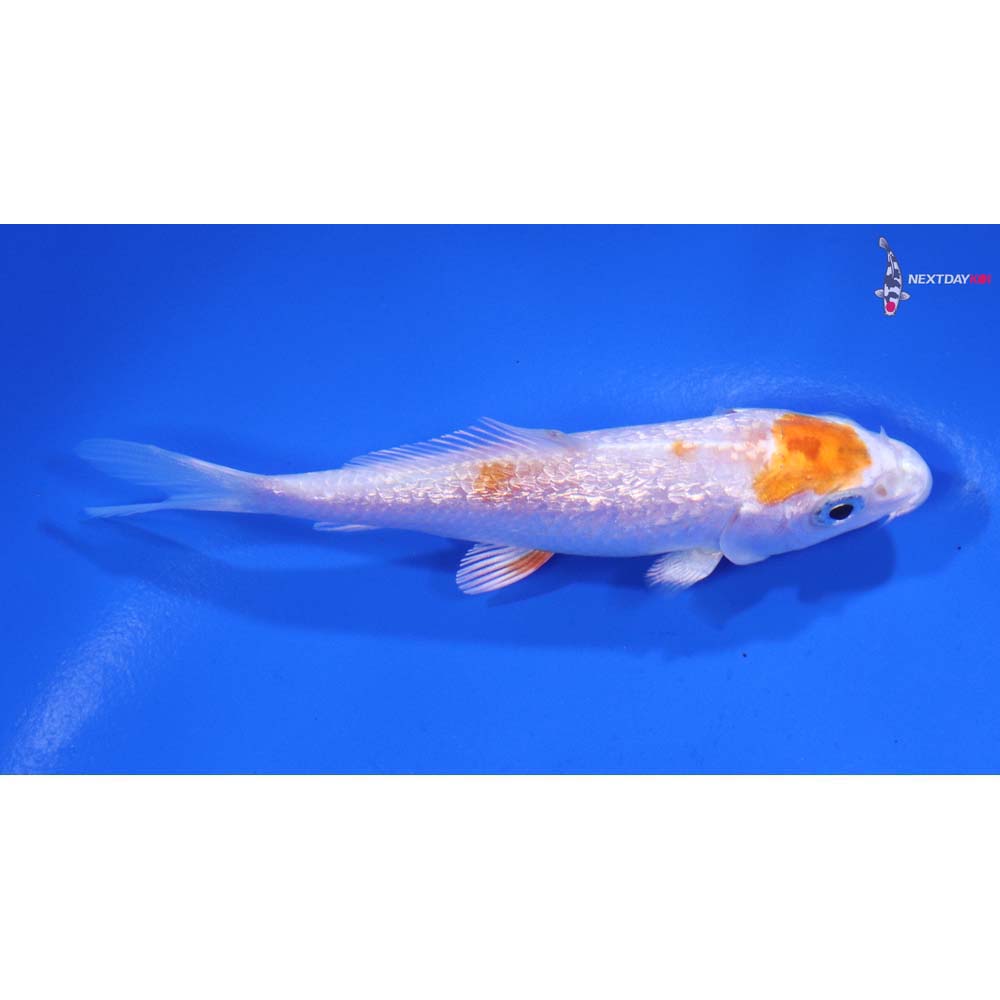 3.5” Imported Gin Rin Hariwake