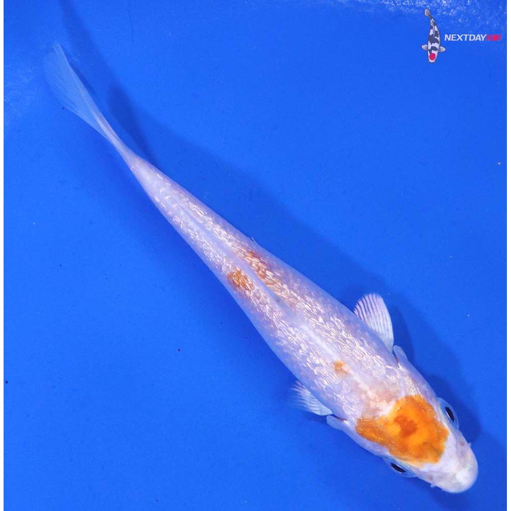 3.5” Imported Gin Rin Hariwake