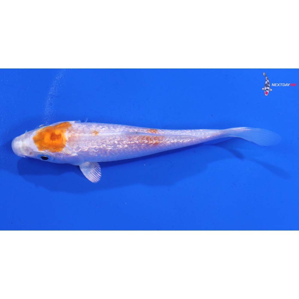 3.5” Imported Gin Rin Hariwake