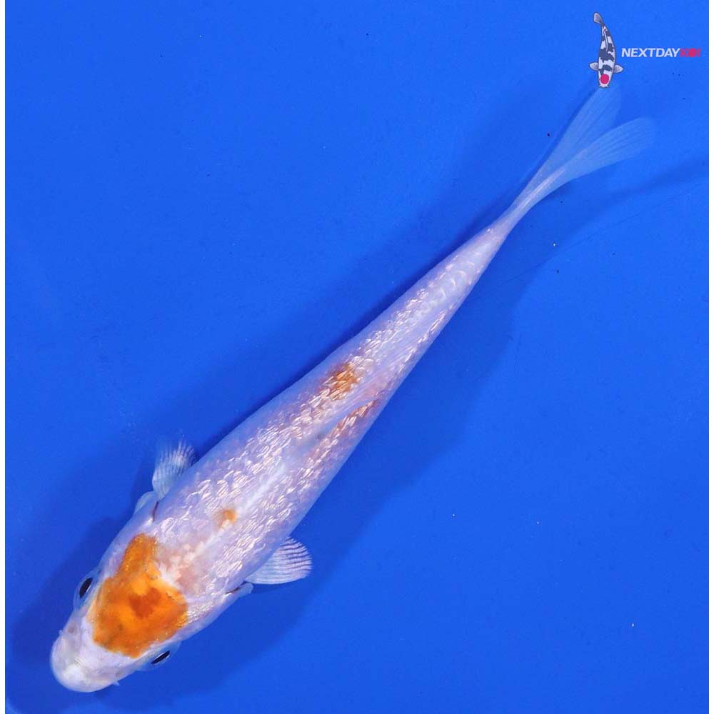 3.5” Imported Gin Rin Hariwake