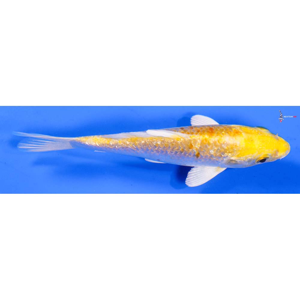 5” Imported Gin Rin Lemon Hariwake