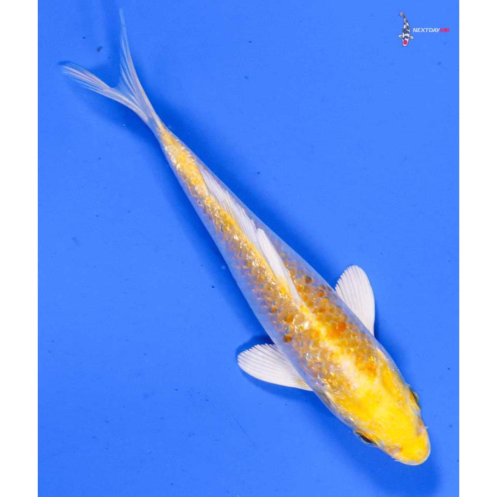 5” Imported Gin Rin Lemon Hariwake