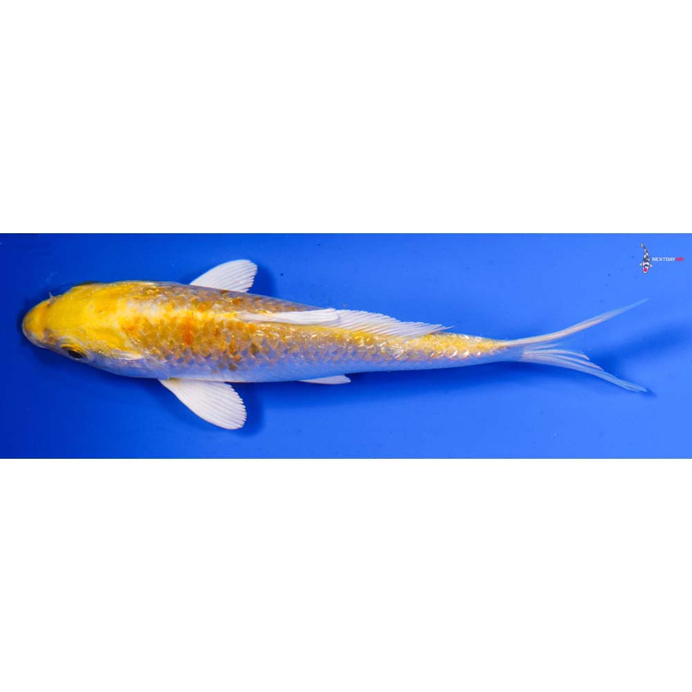 5” Imported Gin Rin Lemon Hariwake