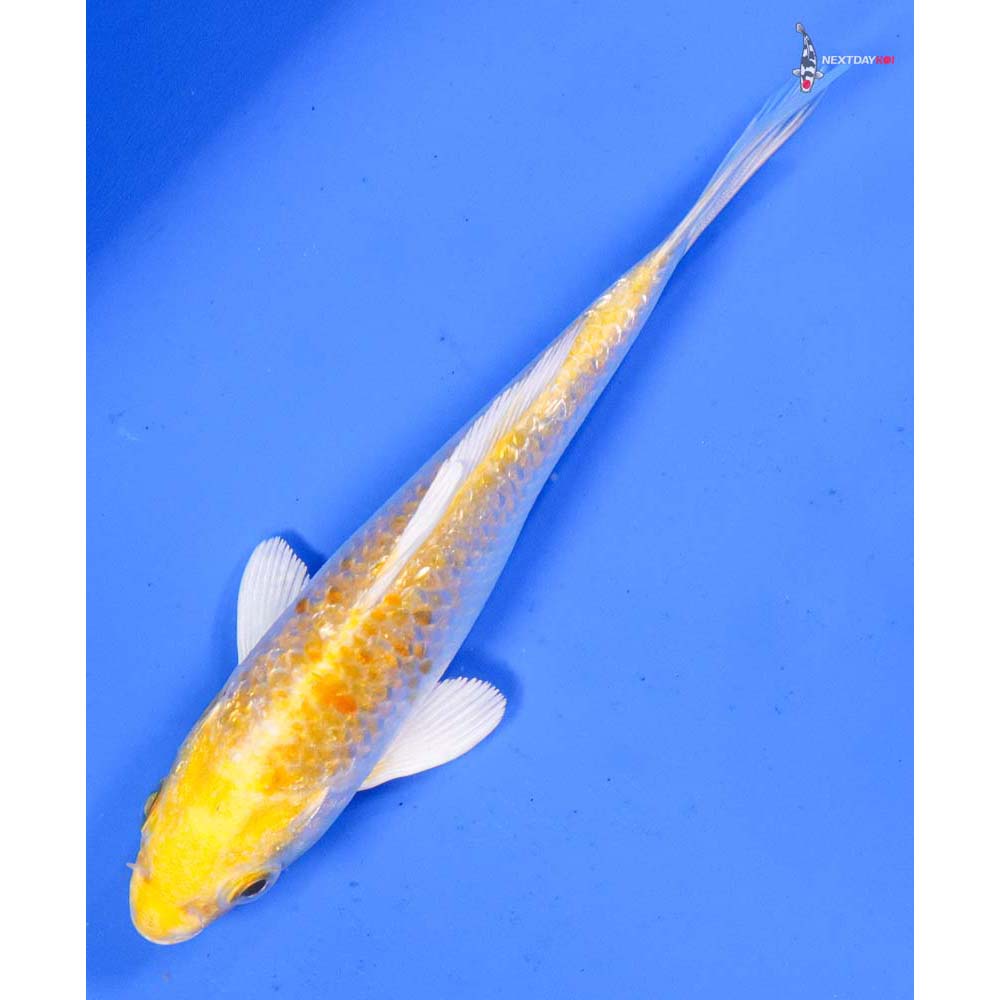 5” Imported Gin Rin Lemon Hariwake