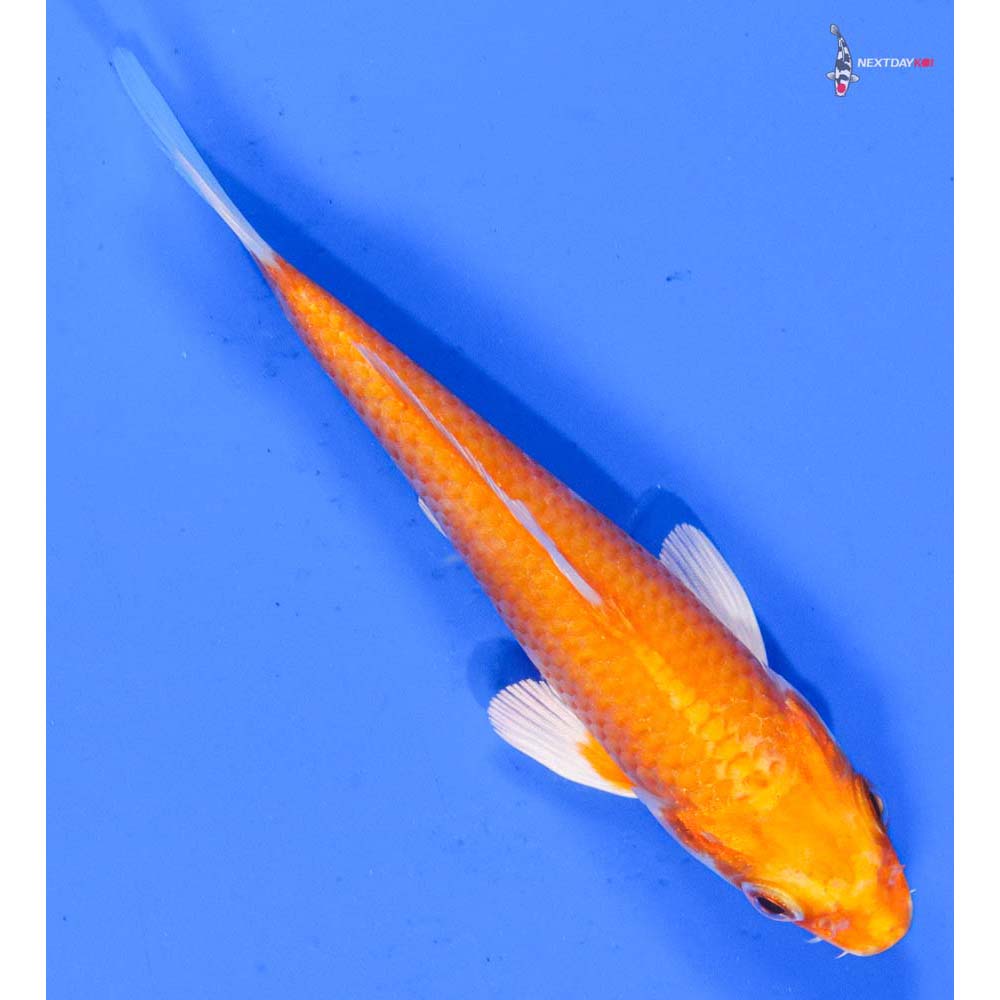 4.5” Imported Orenji Ogon