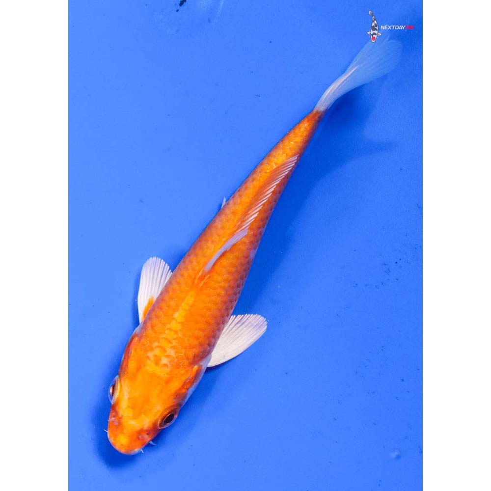 4.5” Imported Orenji Ogon