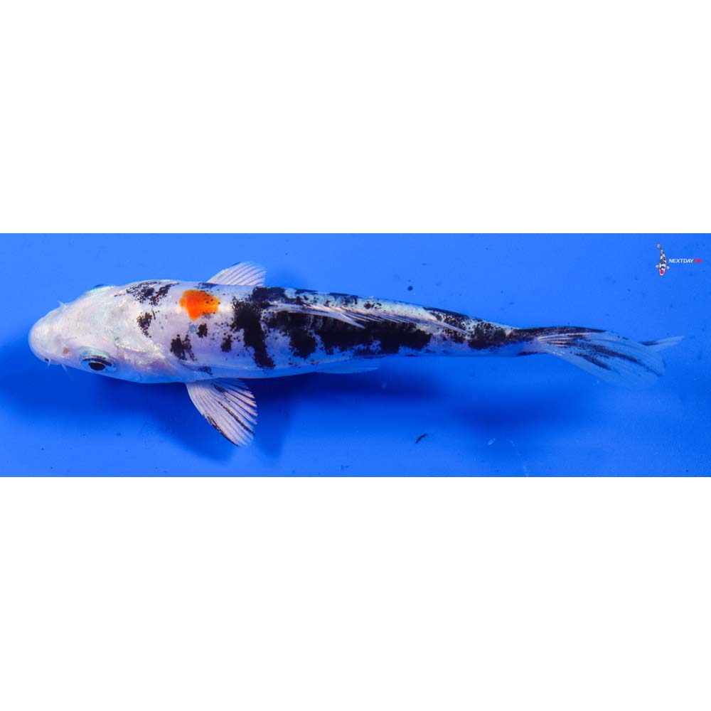 4.5” Imported Heisei Nishiki