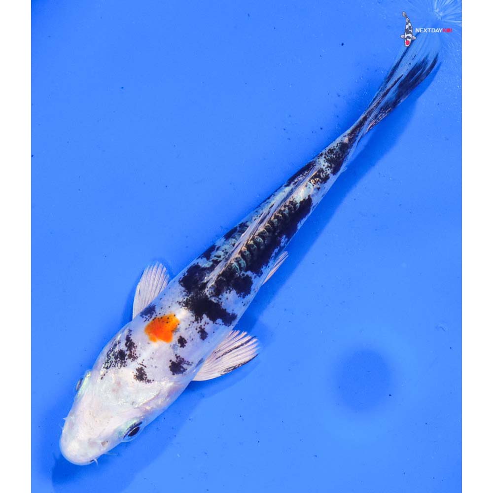 4.5” Imported Heisei Nishiki