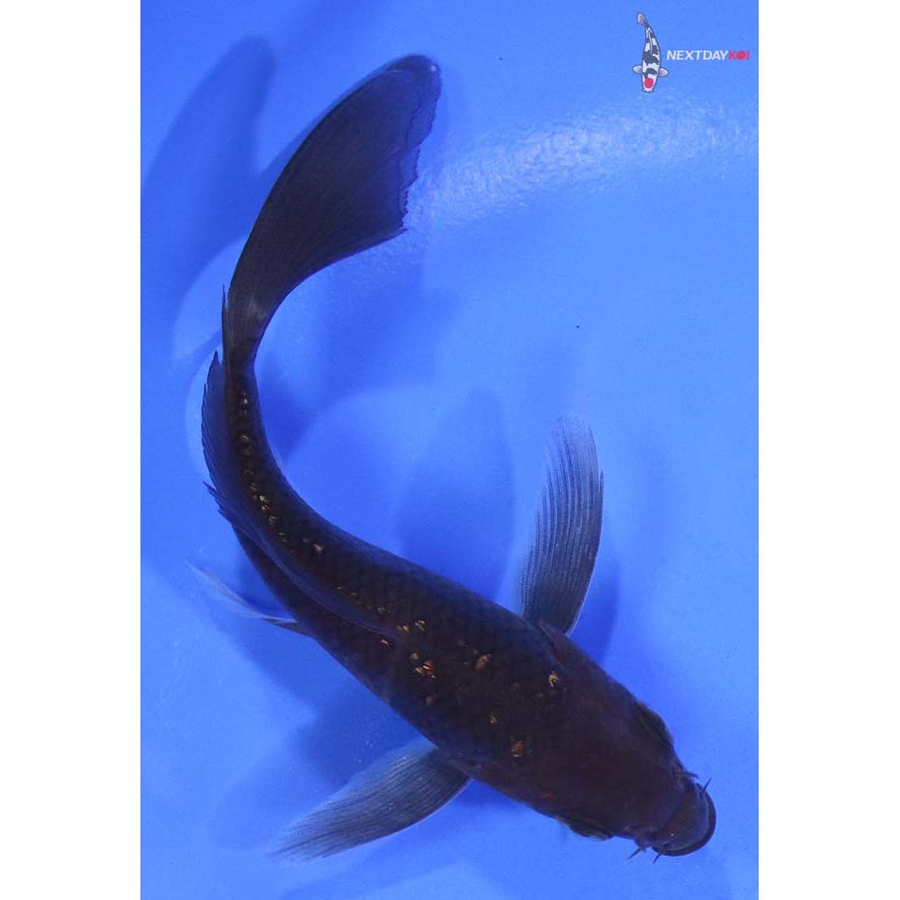 4” Imported Gin Rin Chagoi Butterfly Koi