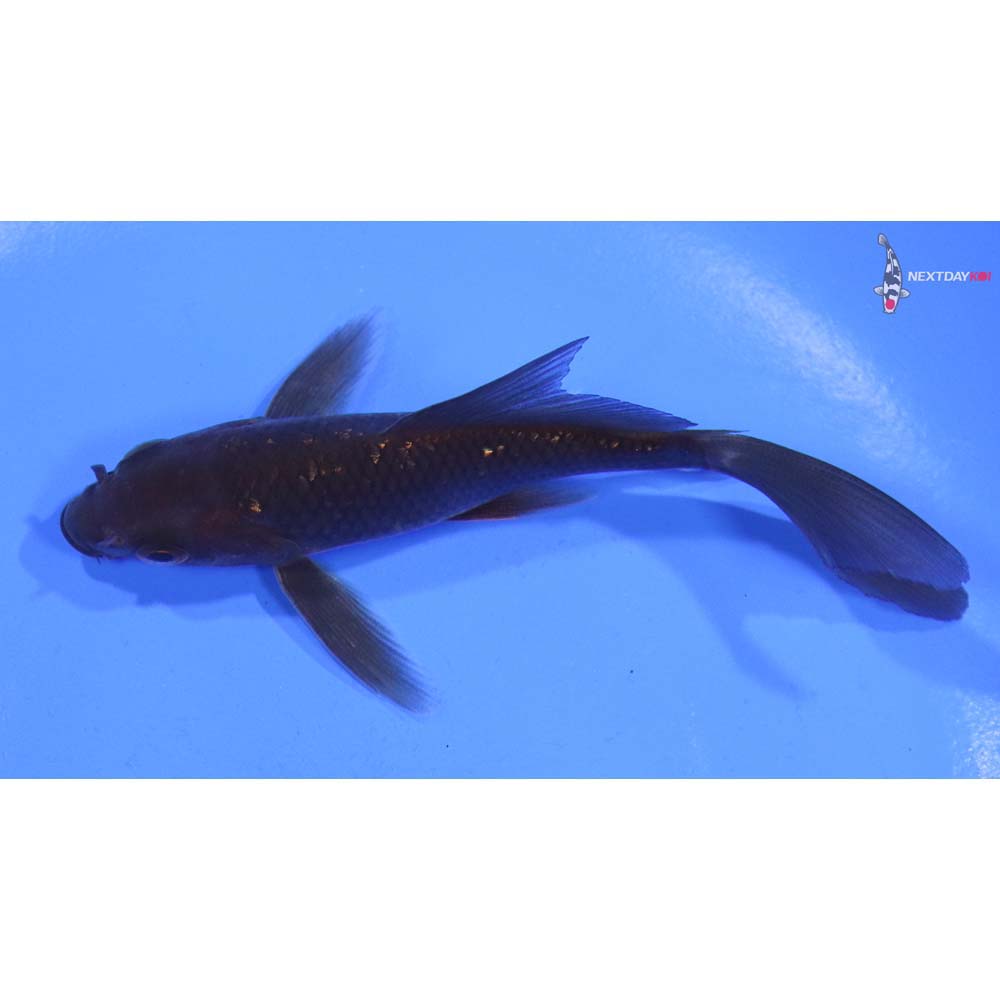 4” Imported Gin Rin Chagoi Butterfly Koi